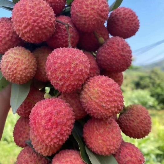 广州桂味荔枝 贵味荔枝