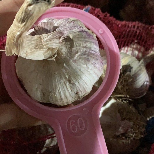 东平县 蒜黄料下来了，大量批发，货源充足