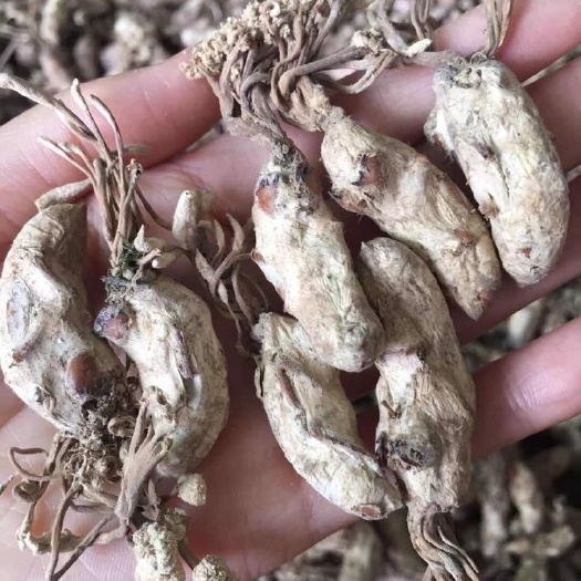 隆回县优质最近几天的货，全干金蝉花