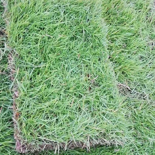 江陵县马尼拉草皮  马尼拉