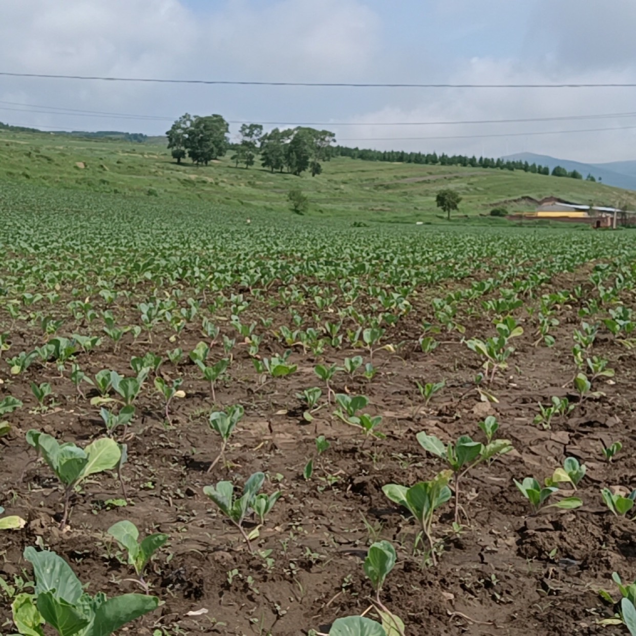  老铁，手撕包菜的包菜有吗？来吧，我给你提供