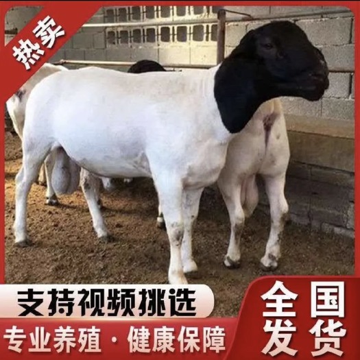 郓城县绵羊 黑头杜波棉羊