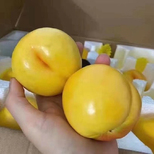 蒙阴县黄桃  甜，肉多，硬