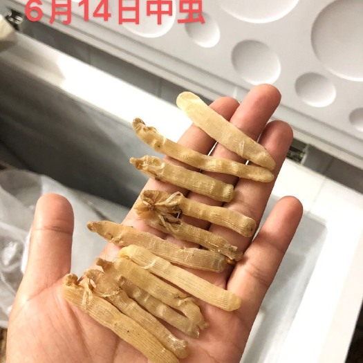 东兴市广西北部湾沙虫