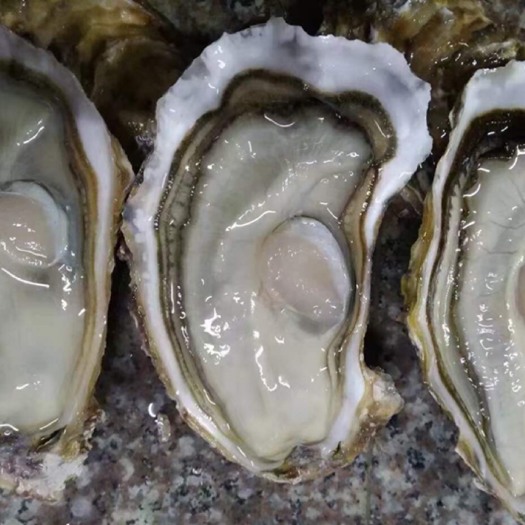 海丰县三倍体生蚝 三倍体