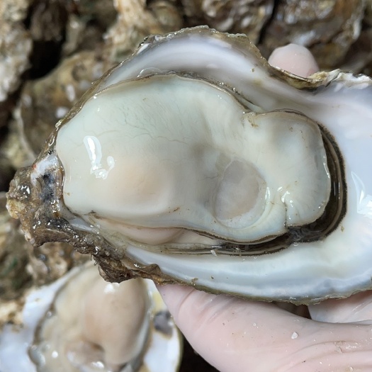 湛江珍珠蚝  湛江生蚝，大量批发，肉质肥美，结实