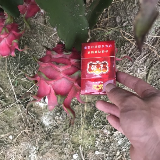 遂溪县红心火龙果