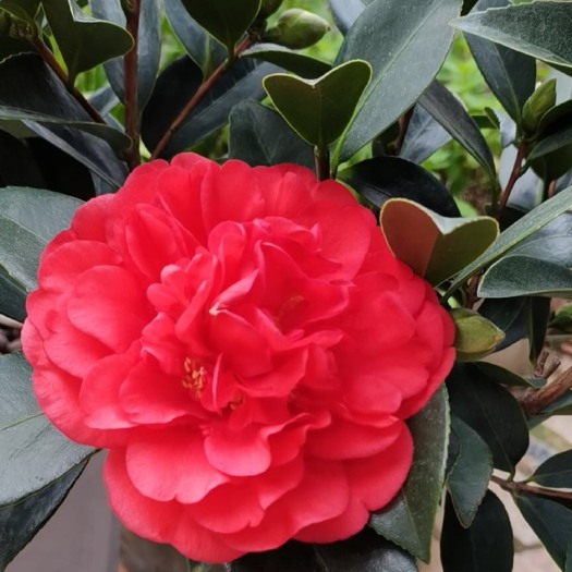 高州市重瓣山茶花树带花苞四季开花盆栽绿植七芯文清四季山茶花带原土