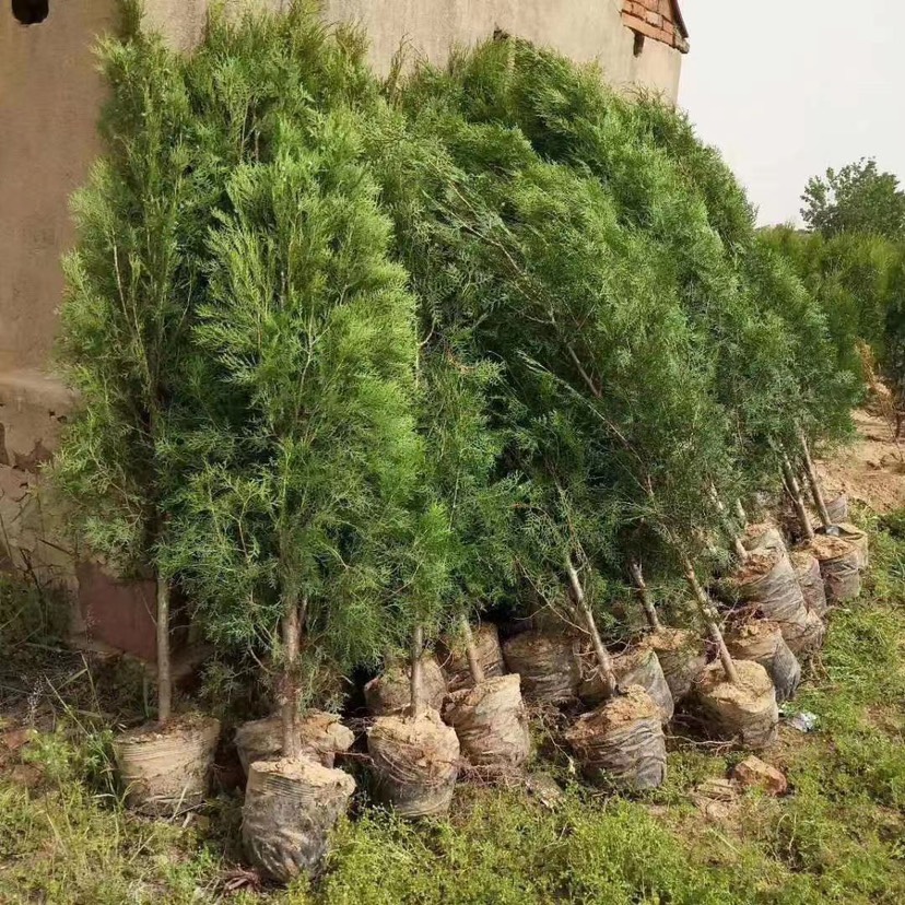 临沂圆枝侧柏  侧柏。柏树