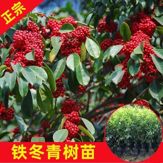 信宜市万紫千红红果青叶树 铁冬青白银香白银木树苗 盆景观赏庭院栽种