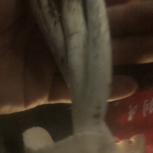 平乐县鸡枞菌 鲜鸡枞菌