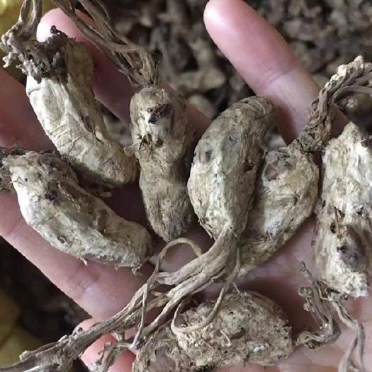 隆回县金蝉花，都是当天的现货，干透，干净