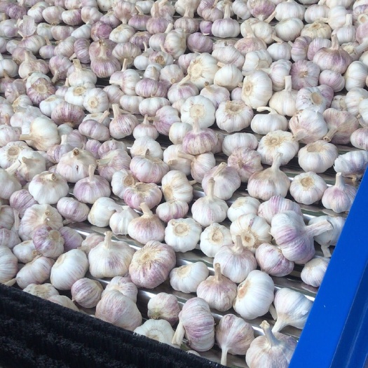 邳州市红皮蒜 邳州精品大蒜