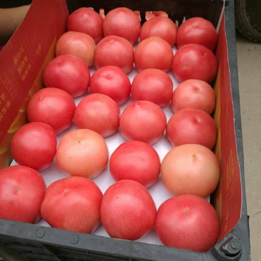 中牟县精品硬粉西红柿以大量上市中，欢迎各位老板前来采购。