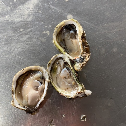 昆明三倍体生蚝 生蚝