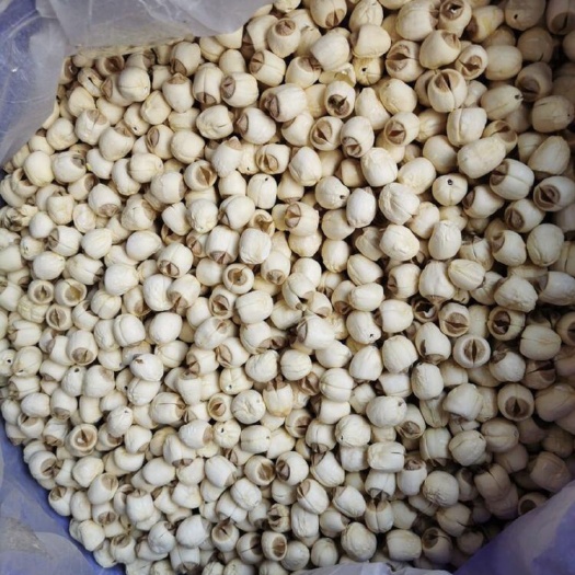 南丰县白莲子  广昌纯手工通芯白莲 柴火烘烤莲子干 个头饱满  产地直供