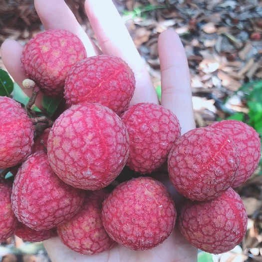 陆丰市圆枝荔枝  产地凤花直供