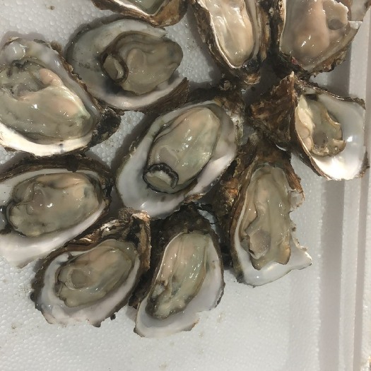 湛江珍珠蚝  湛江生蚝，肉质肥美，欢迎烧烤店，批发了解