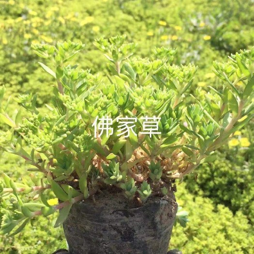 霸州市 佛甲草