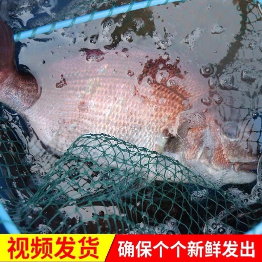 红鳍笛鲷  活鲜大量有货 深海红鱼海捕规格500-800g/条