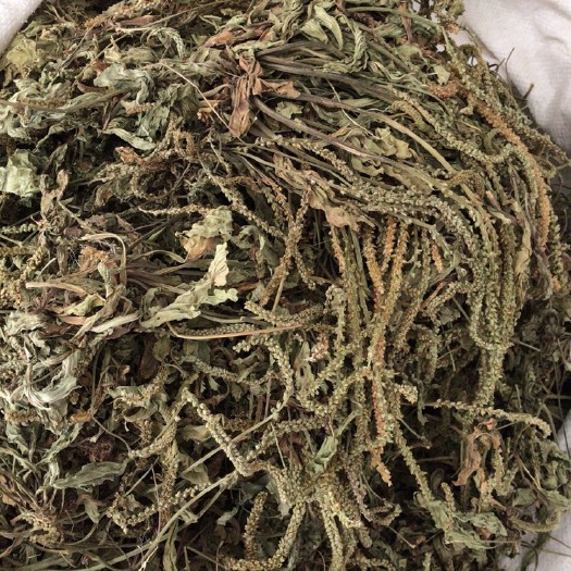 玉林车前草