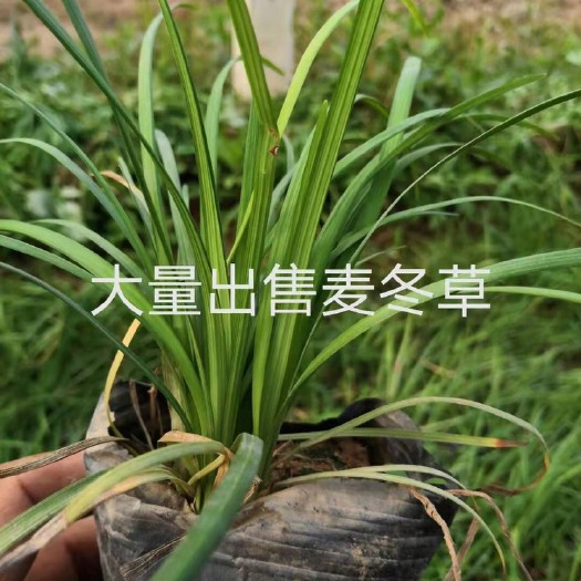 霸州市麦冬草