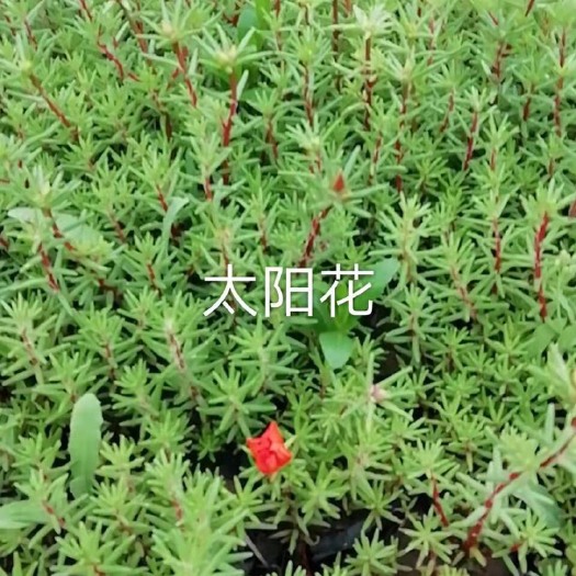 霸州市太阳花种子 太阳花