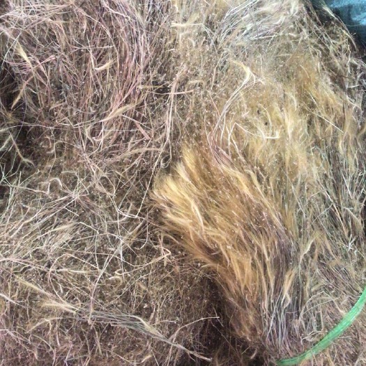 玉林金丝草