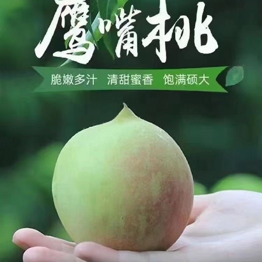 翁源县鹰嘴蜜桃  李洞鹰嘴桃 自家种 清甜 爽脆