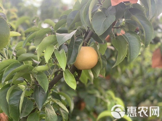 鲜黄梨 自己种植出自黄天坝，自家种植，皮薄，味甜，核小，化渣