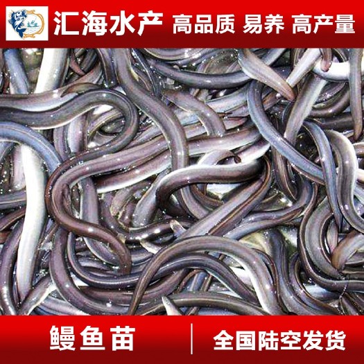 广州白鳗  广州汇海水产渔场直供 鳗鱼苗 白鳝鱼苗 鱼苗