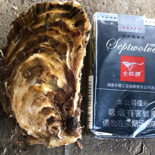 诏安县珍珠蚝 福建生蚝，烧烤生蚝，一元生蚝，一口生蚝，全壳，全国物流直达。