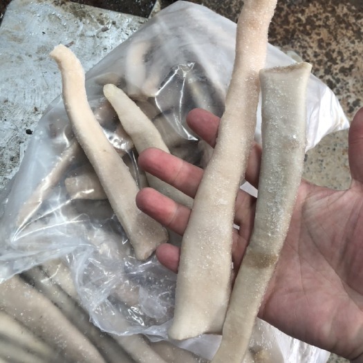  海笋贝 国产象拔蚌
