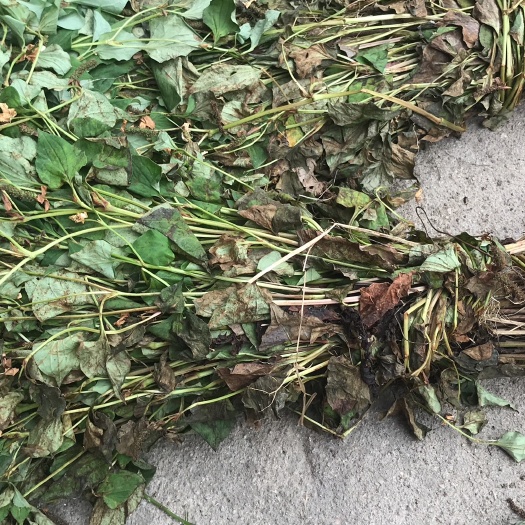 麻城市红茎鱼腥草 纯野生鱼腥草，天然晒干，无硫化