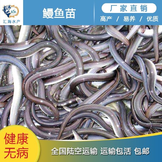 广州苗场供应8~15cm淡水鳗鱼苗 美洲鳗鱼 鳗鱼苗  白鳝