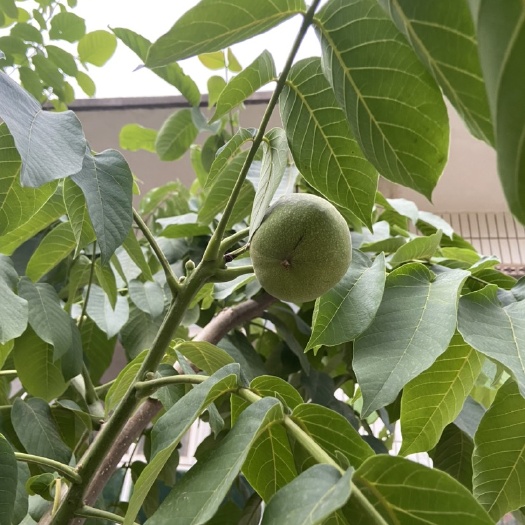 涞水县常年大量批发文玩核桃，
