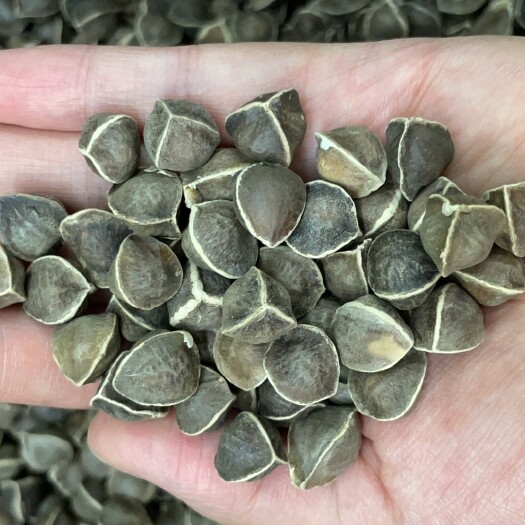昆明天然印度辣木籽 大货批发 量大从优 支持一件代发
