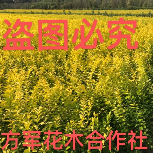 金叶女贞30到50公分高度0.25每颗上车1000万颗待售