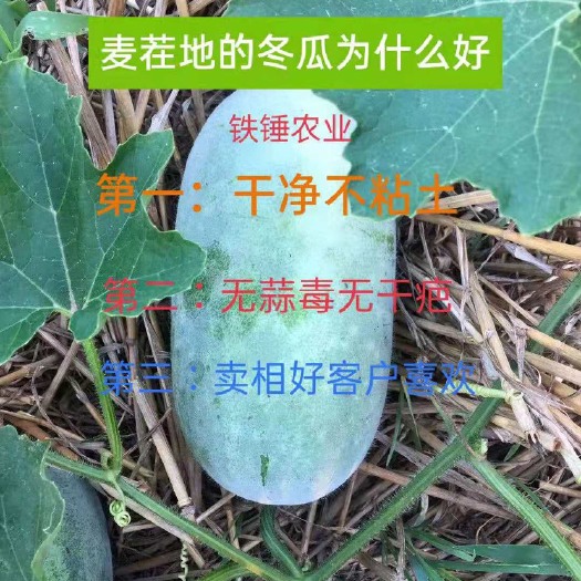 尉氏县小冬瓜  水果冬瓜小香冬瓜（万亩精品水果冬瓜基地）