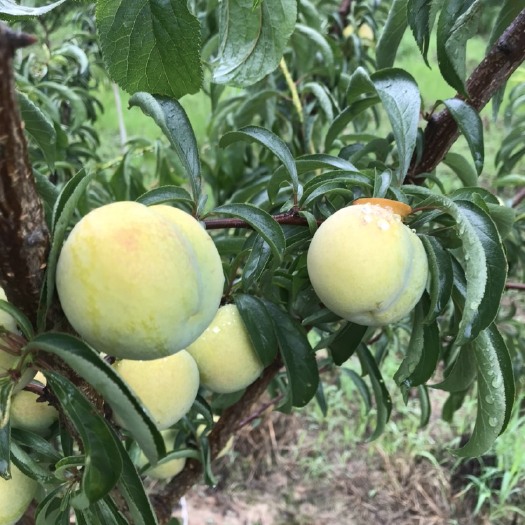 仪陇县 蜂糖李
