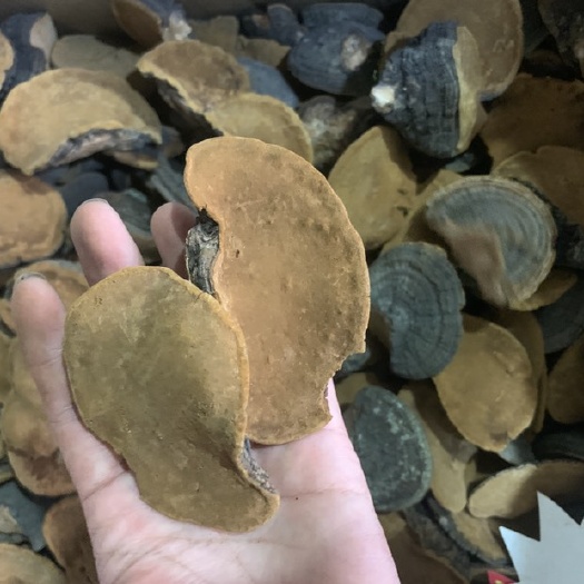 中药材桑黄，桑黄菌，多孔菌科真菌500克