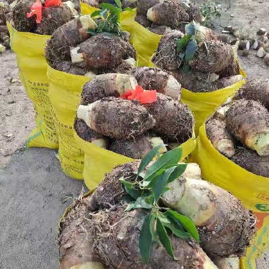 香芋  荔浦芋头常年供应电商，超市，酒店，加工厂