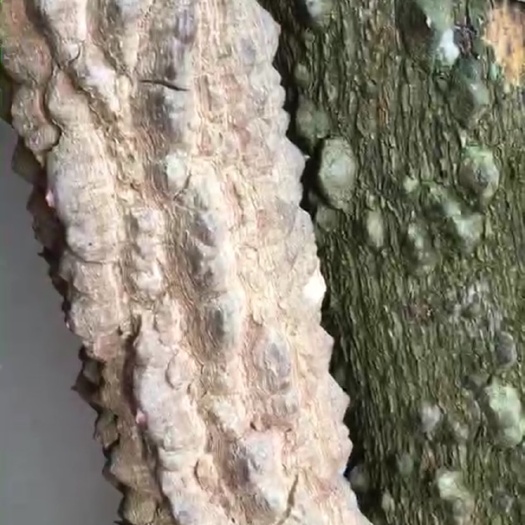 罗定市龙神木 鲜货降龙木