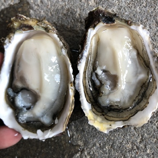 饶平县生蚝牡蛎鲜活全壳半壳烧烤生蚝高压锅生蚝广东饶平牡蛎珍珠蚝