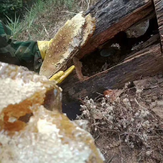 景洪市野蜂蜜  山上直采的蜂蜜