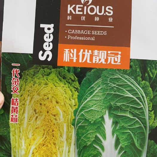 曲周县黄心白菜种子  白菜种子黄心大白菜种子 菜园基地蔬菜种子