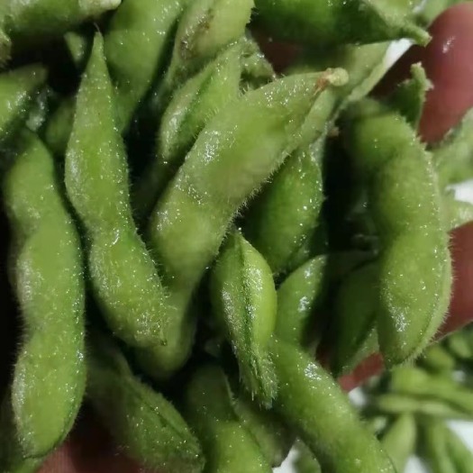 邳州市毛豆荚  翠绿宝上市