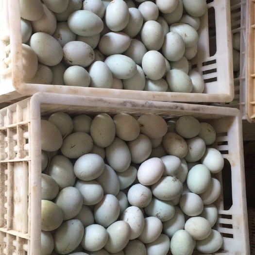 南京红心鸭蛋  鸭蛋