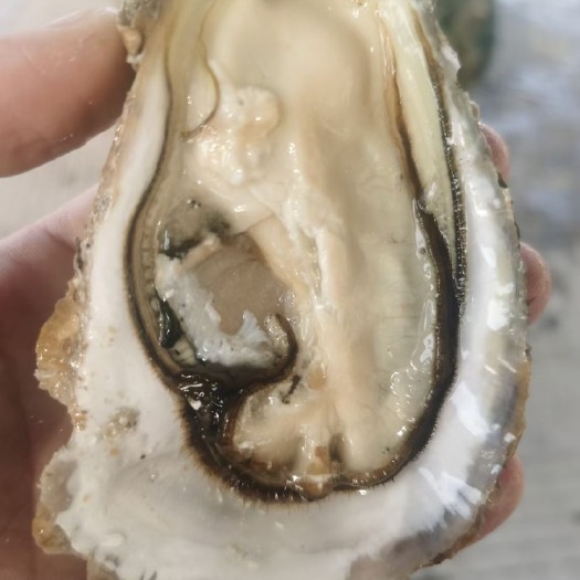 宁波三倍体生蚝 生蚝，场地直销，质量保证，全国批量发货