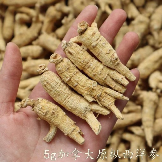广州 【加拿大原枞】西洋参花旗参规格齐全、新货肉质好金黄色皮
